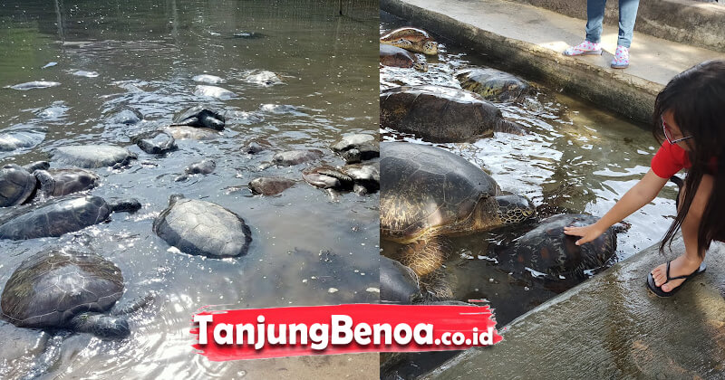 Penangkaran Penyu Bali