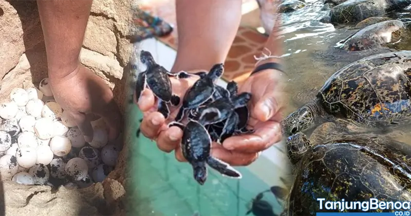 Siklus Penyu di Tanjung Benoa